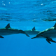 Illustration for article titled All About the Military Dolphins of the US (And Now Russia)
